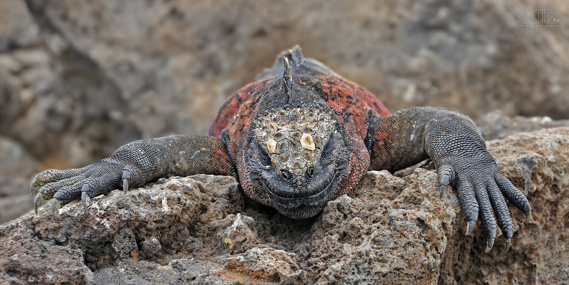 Galapagos - Floreana - Zeeleguaan De grote zeeleguanen op Floreana vallen op door hun rode kleur. Zeeleguanen zijn endemisch op de Galapagoseilanden en zijn zeer afhankelijk van het broze ecosysteem en de stromingen rond de eilanden. Stefan Cruysberghs